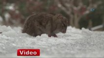 İstanbul'da Fareler Dondu, Sincaplar Aç Kaldı!