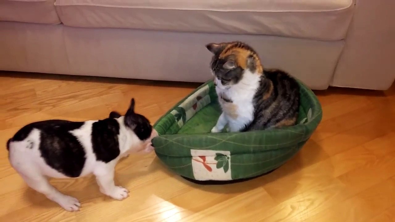 Puppy attempts to reclaim bed from cat