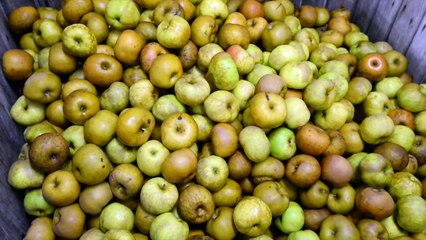 Métier, Chef de culture