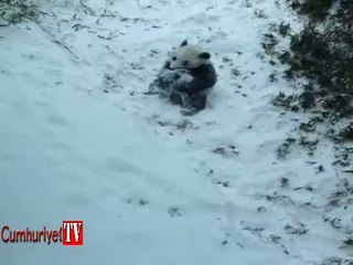 Pandaların kar sevinci