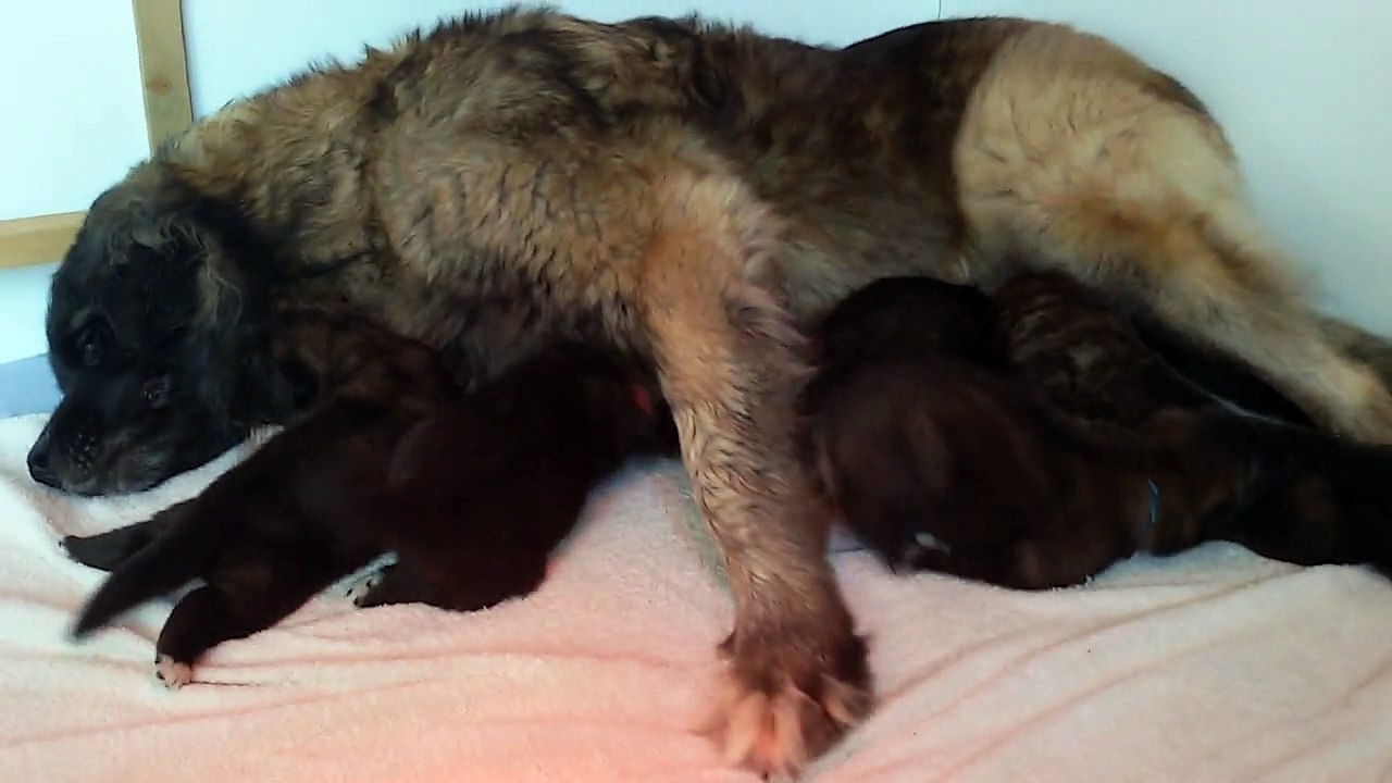 Bébés de Douhnia de la Forêt d' Oxalis