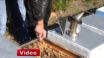 Türk Balına Amerika'dan Birincilik