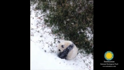 Le panda Bao Bao découvre la neige