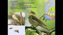 La migration des oiseaux (cycle Les oiseaux 4/4)