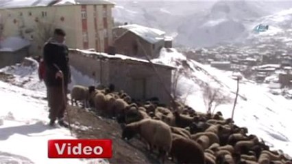 Tipi Ahırın Çatısını Uçurdu!