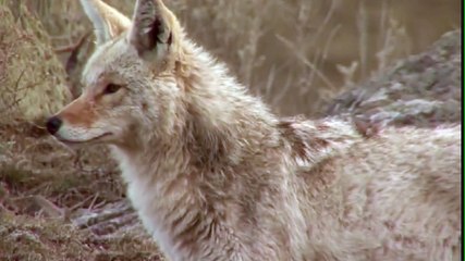 Nikon Sport Optics - Coyote Special TV Spot