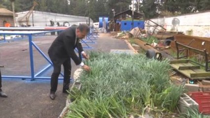 Toros Dağları'ndan Toplanan Nergisler, Refüjleri Süsleyecek