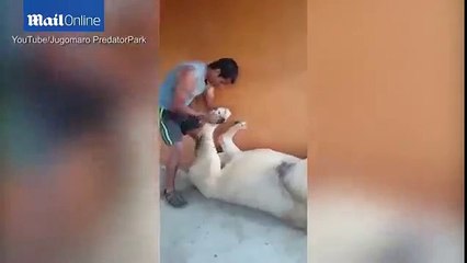 كيف يتحول أسد إلى قطة في 30 ثانية - مزدوج دوت كوم