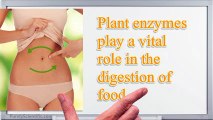 Types Of Enzymes