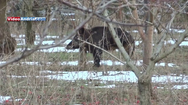 Grosso cinghiale ferito fugge sulla strada di Castel del Monte