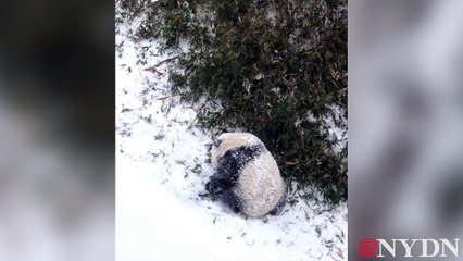 Baby Pandas first time in the snow