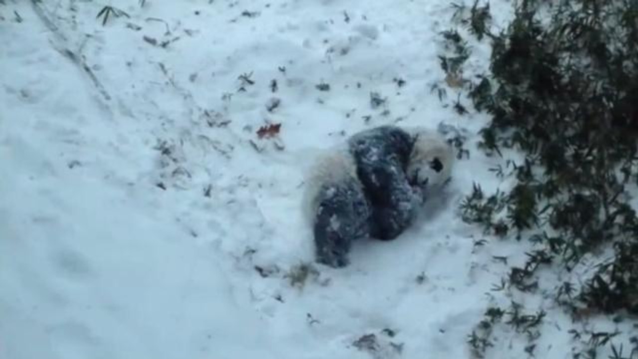 Bao Bao the Giant Panda Cub Has Her First Snowday