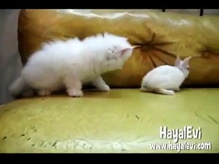 Beyaz Kedicik ve Beyaz Tavsancik