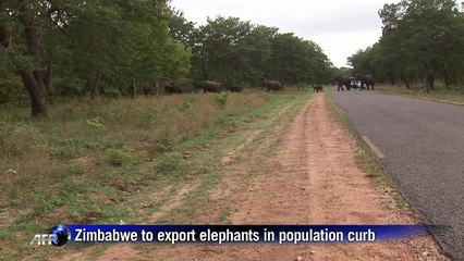 Zimbabwe to export elephants in population curb
