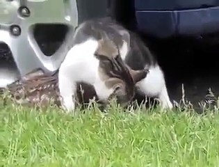 Cesaretin Varsa Dokunsana Yavrusuna