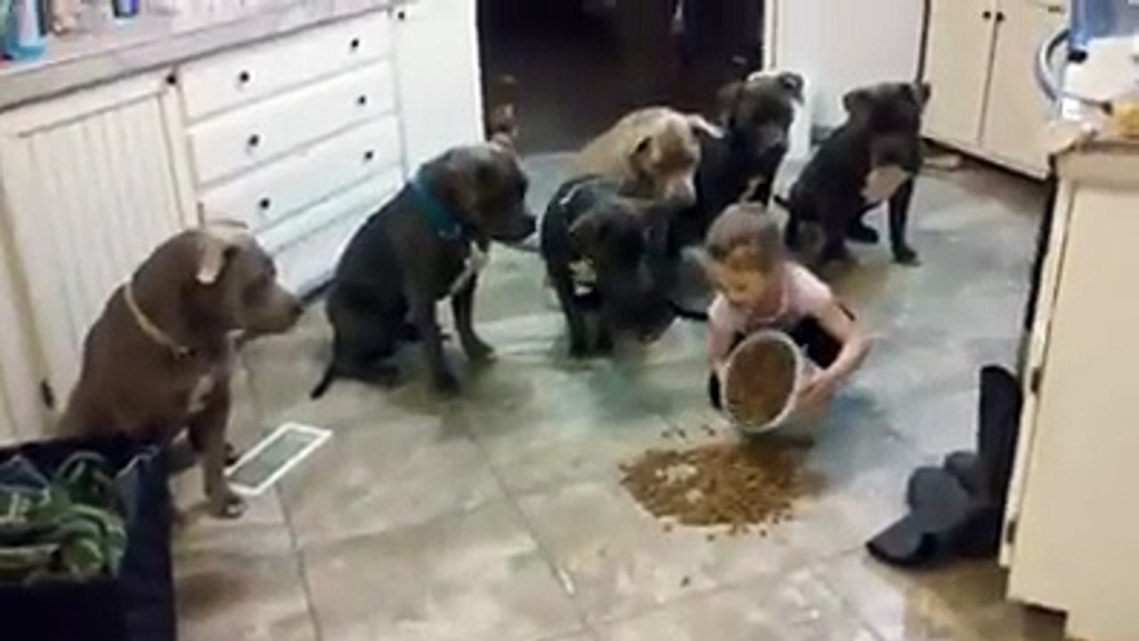 4 Yaşındaki Küçük Kızın Komutuyla Yemek Yiyen Pitbullar