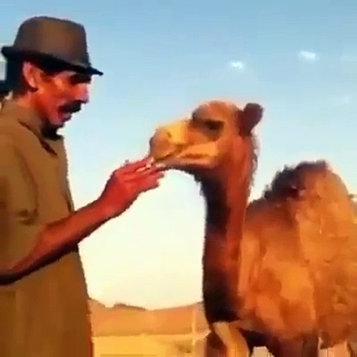 Camel Smoking