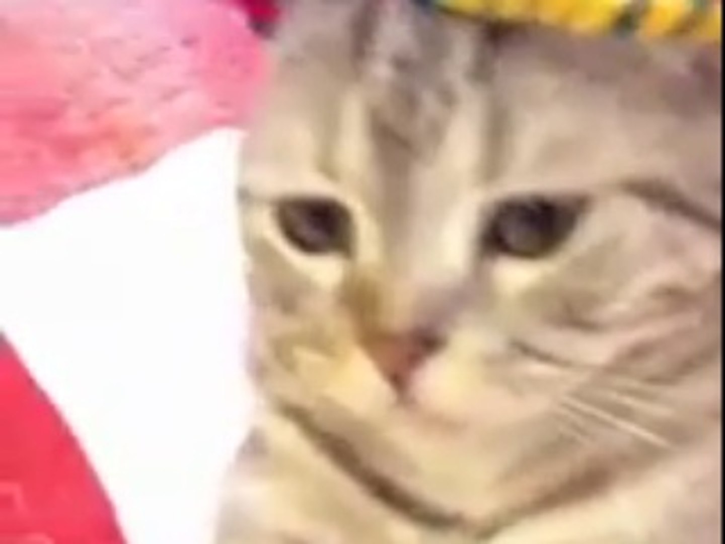 ⁣cute cat,cat videos,funny cat