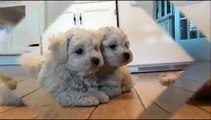 Bichon Frise puppies for sale - November 7, 2011