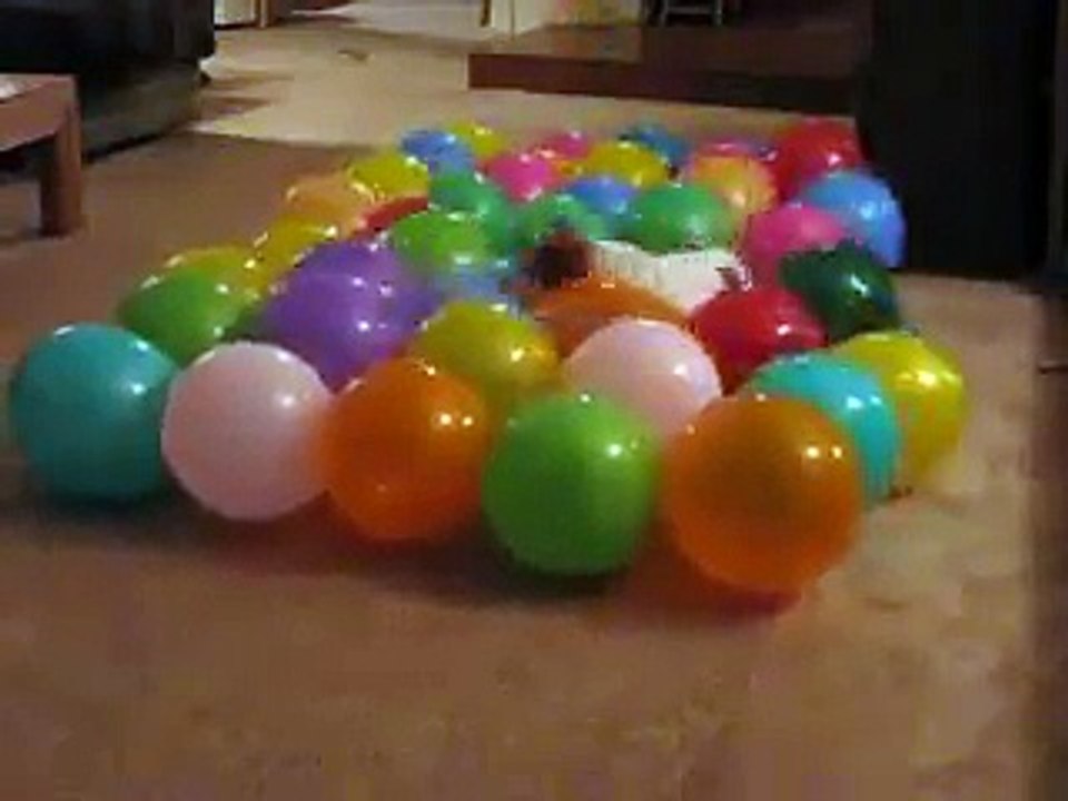 Dog & Balloons