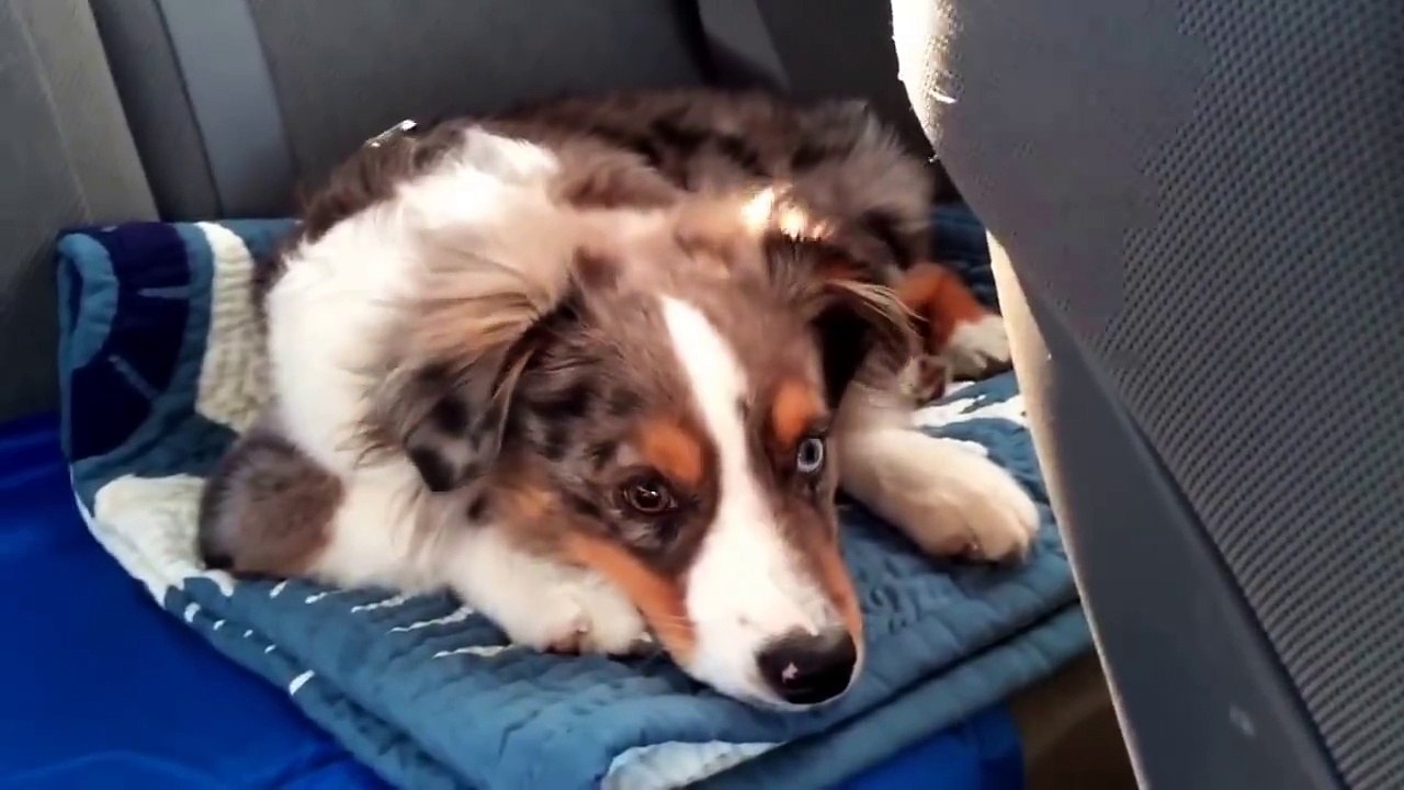 Dog Reaction