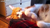 Funny Cats And Dogs Don't Want To Wake Up Compilation 2015 NEW.