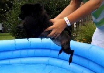 Is This Pooch Destined for the Doggy Olympics?