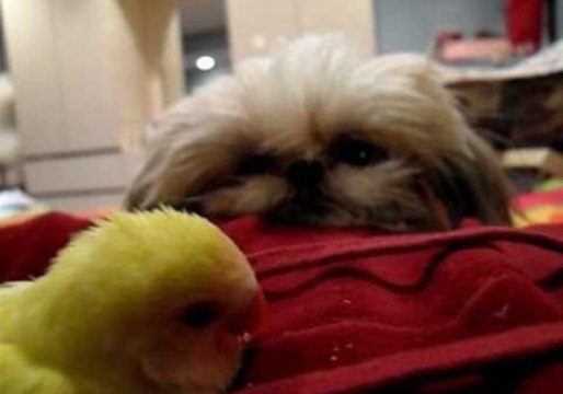 Sleeping Baby Bird Meets Abba the Shih Tzu