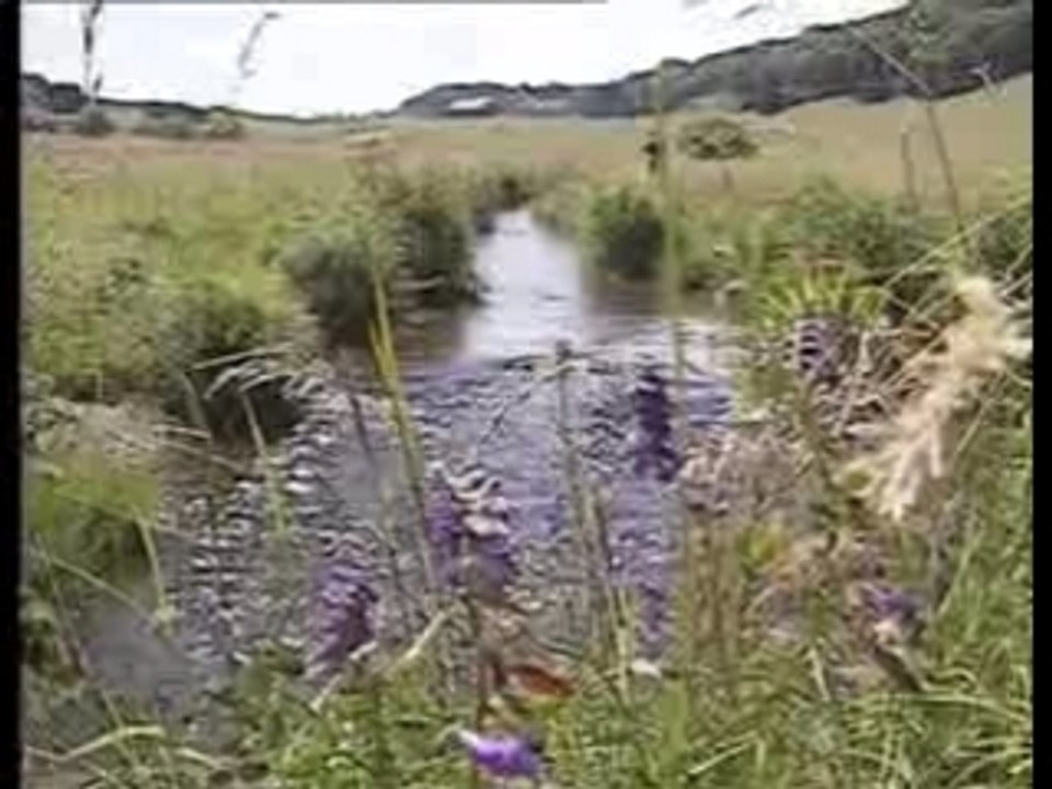 La Truite Au Toc Dans Les Ruisseaux