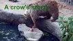 This Is The Amazing Moment A Bear Rescues A Drowning Crow