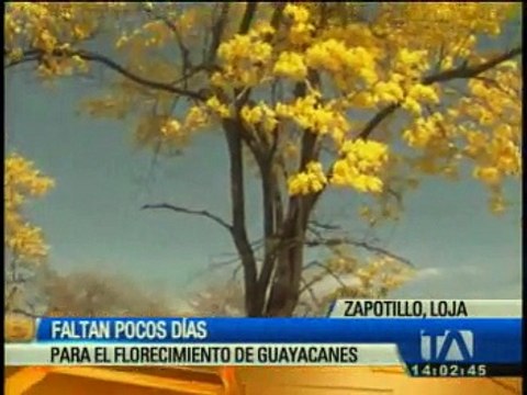 Faltan pocos días para el florecimiento de los Guayacanes