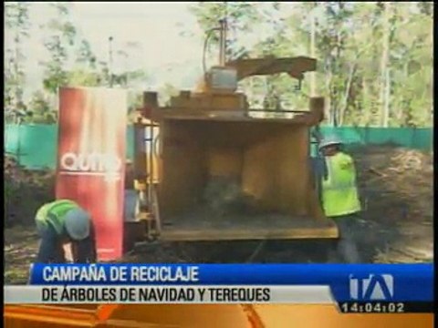 Se desarrolla campaña de reciclaje de árboles de navidad naturales