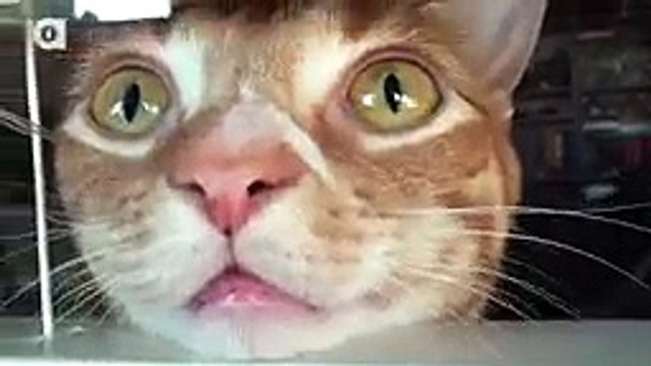 la vie des chats
