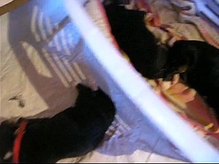 bébés à la sieste