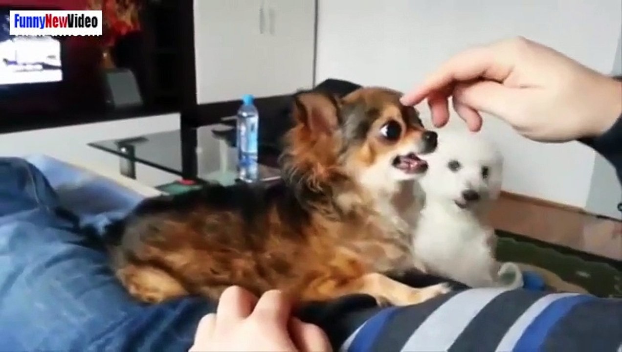 Ultimate Funny Dog Videos Compilation 2015 Dogs and Puppies