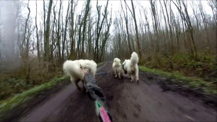mes samoyedes en vitesse de croisiere