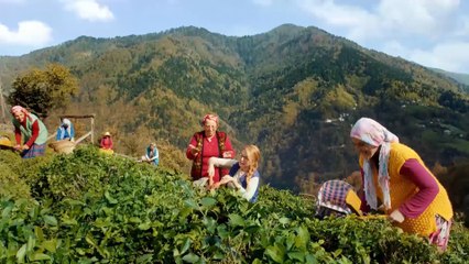 Lipton - Çay yapmak kolay mı?