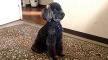 面白い動物【集中力がハンパない】全力で飼主をボディーガードするプードル　Funny dog　Excellent bodyguard!