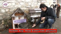 Kediler Kışı 