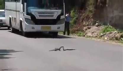 Deadly Fight Between Mongoose And Cobra