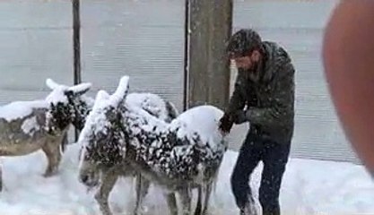 siverek buz tutan eşekler