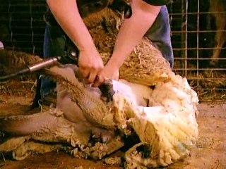 How Its Made - 207 Wool