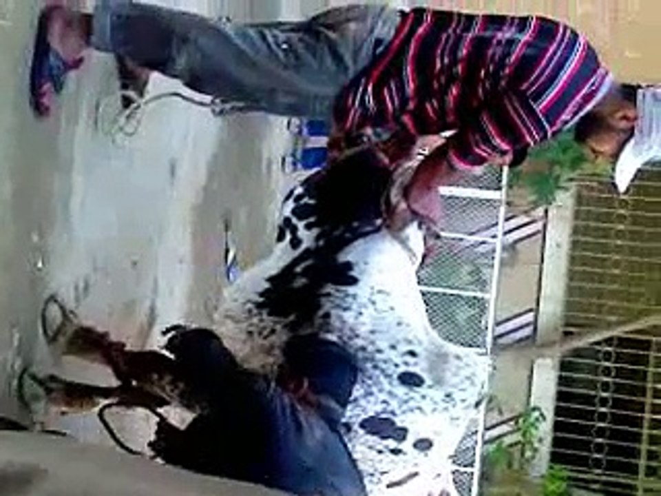 funny cow qurbani