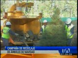 Inició la campaña de reciclaje de los árboles de navidad en Quito