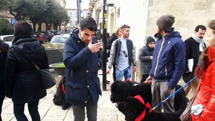 A Matera: "The Yuma Day" Raduno Amatoriale Newfy"(cani razza di Terranova)