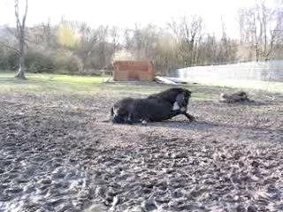 Belle se roule dans la boue!