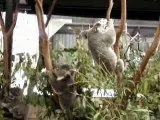 Koalas en dispute
