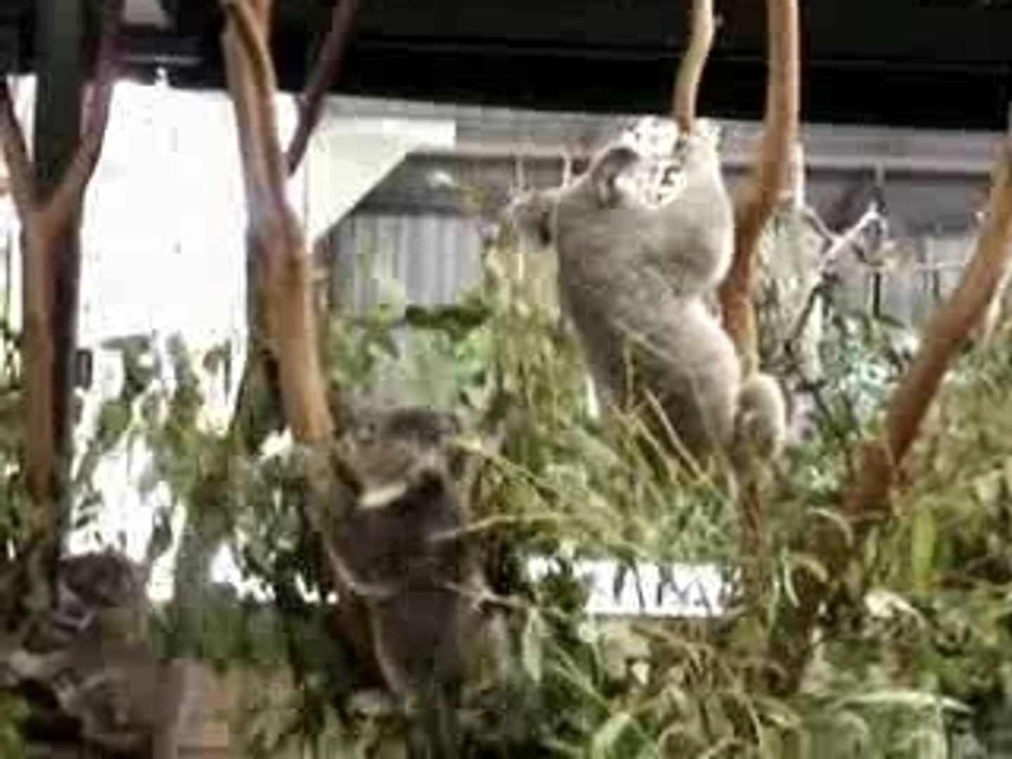 ⁣Koalas en dispute