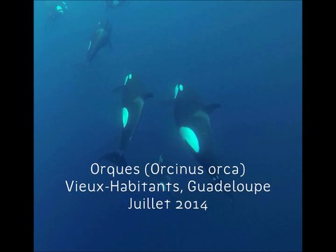 Orques observés dans le sanctuaire Agoa aux Antilles