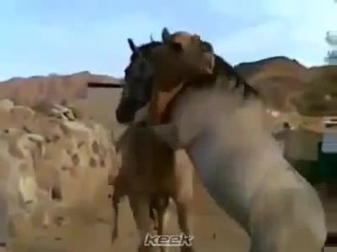 Réaction d'un cheval qui retrouve un ancien ami
